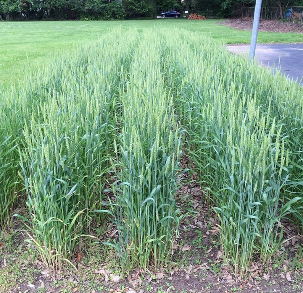 Winter Wheat, by Chris Slane